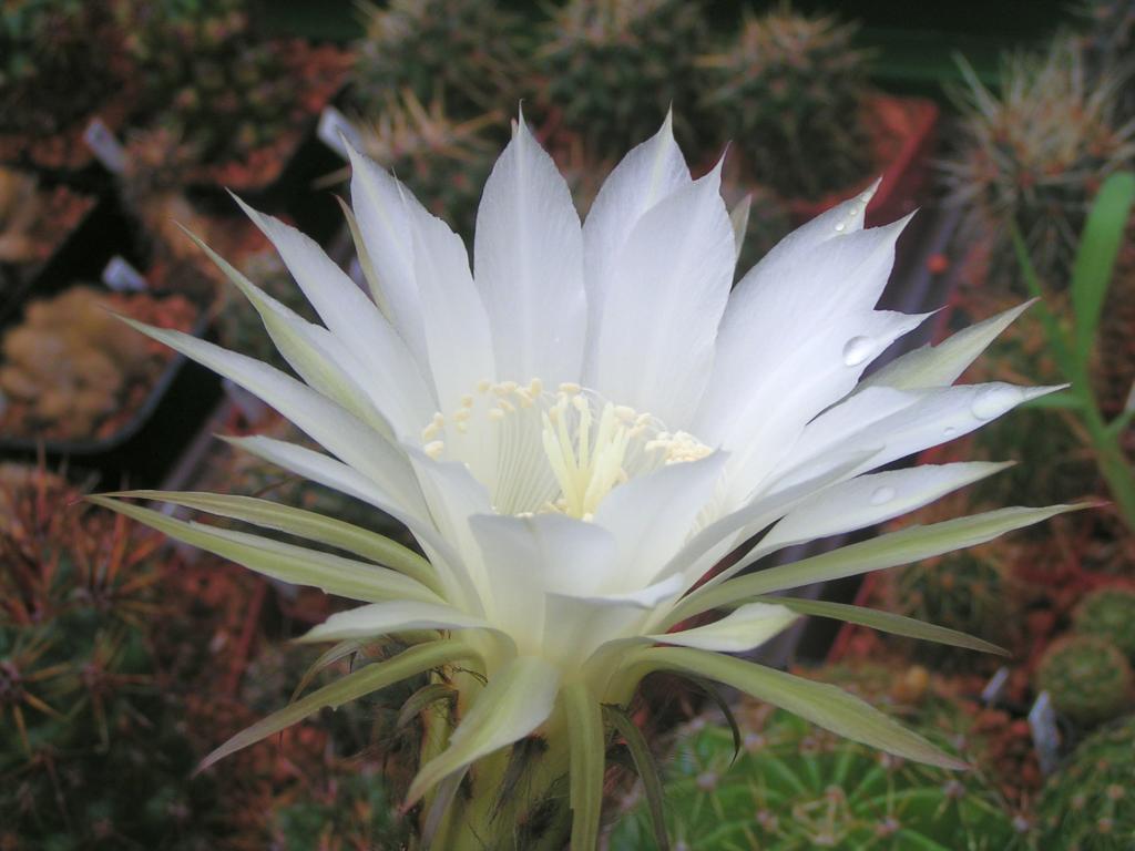 Echinopsis hybrid